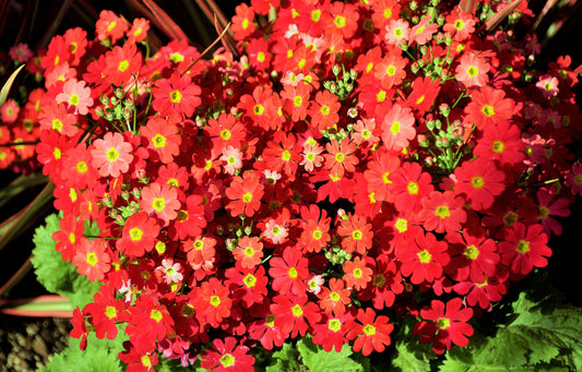 100 CRIMSON FAIRY PRIMROSE Red Primula Malacoides Baby Primrose Shade Houseplant Flower Seeds