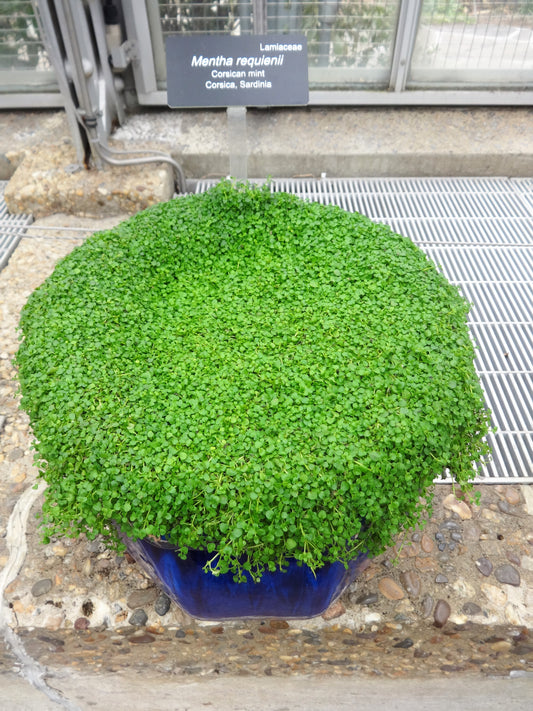 20 CORSICAN MINT Mentha Requienii Herb Fragrant Ground Cover Flower Seeds