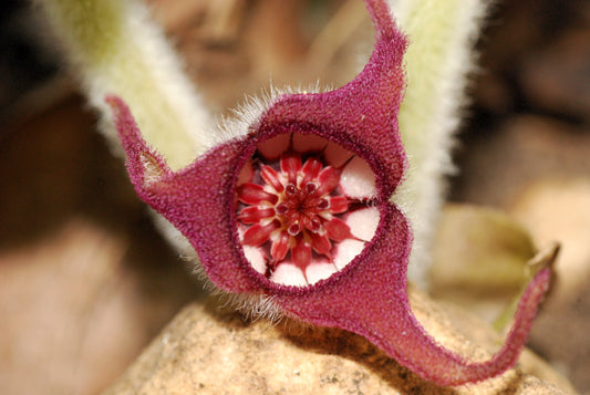 25 WILD GINGER Asarum Canadense Canadian Heart Snakeroot Flower Herb Seeds