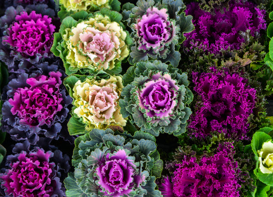60 ORNAMENTAL KALE MIXED Colors Brassica Oleracea Flower Seeds