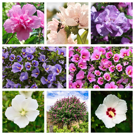 50 Mixed Colors ROSE Of SHARON HIBISCUS Syriacus Flower Tree Bush Seeds Mix
