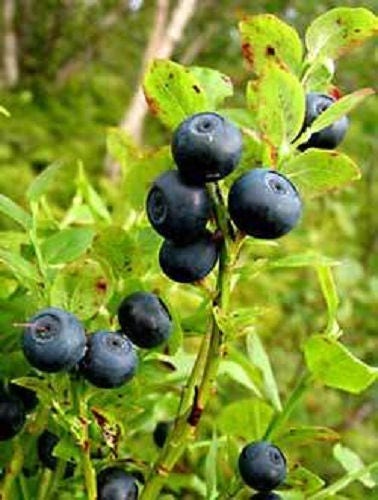 20 Common BILBERRY Fruit Shrub European Blueberry Vaccinium Myrtillus Seeds