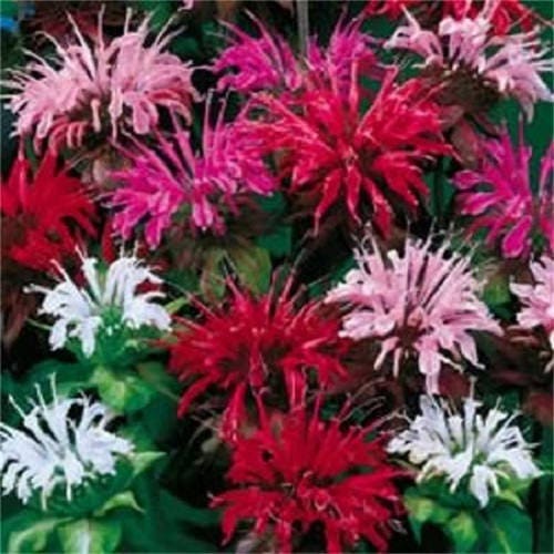 25 BEE BALM MIX Lemon Hummingbird Mint Monarda Didyma Mixed Colors Scarlet, Red, Pink, Purple, Spotted, & Salmon Flower Seeds