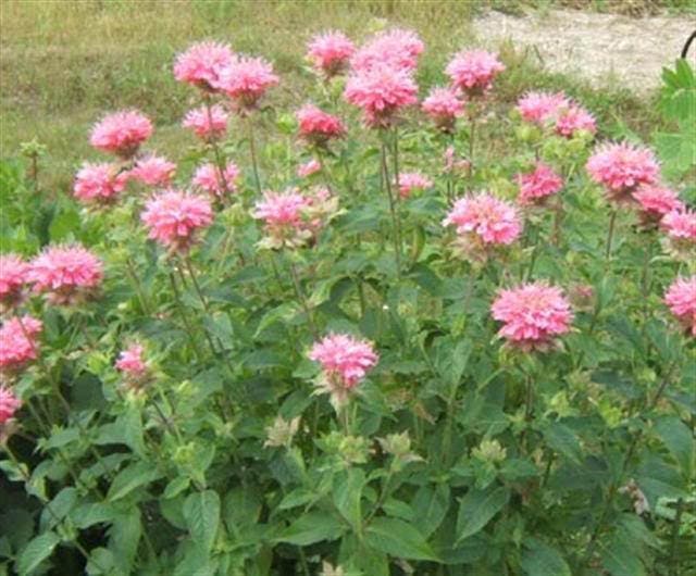 25 BEE BALM MIX Lemon Hummingbird Mint Monarda Didyma Mixed Colors Scarlet, Red, Pink, Purple, Spotted, & Salmon Flower Seeds