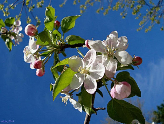 30 Sargent CRAB APPLE Shrub Hummingbird Flower White Red Malus Sargentii Seeds