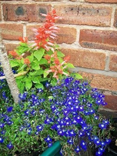 200 Electric Blue & White HALF MOON LOBELIA Erinus Flower Seeds