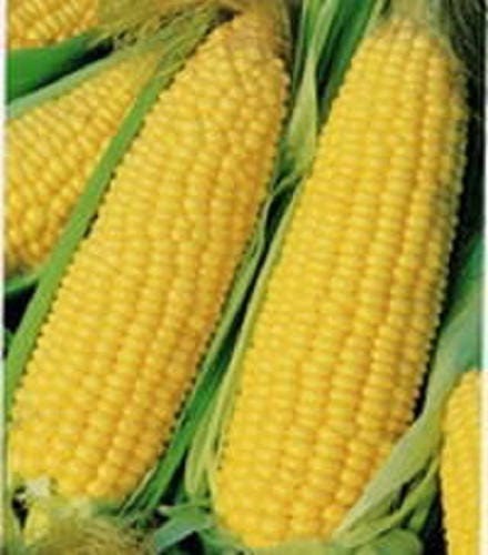 60 YELLOW CORN ' Early Xtra Sweet ' Zea Mays Vegetable Seeds