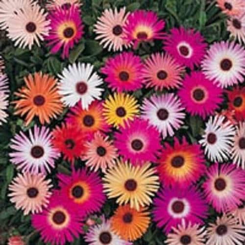 200 MIXED Colors ICE PLANT ( Mesembryanthemum Daisy / Livingstone Daisy ) Dorotheanthus Bellidiformis Flower Seeds