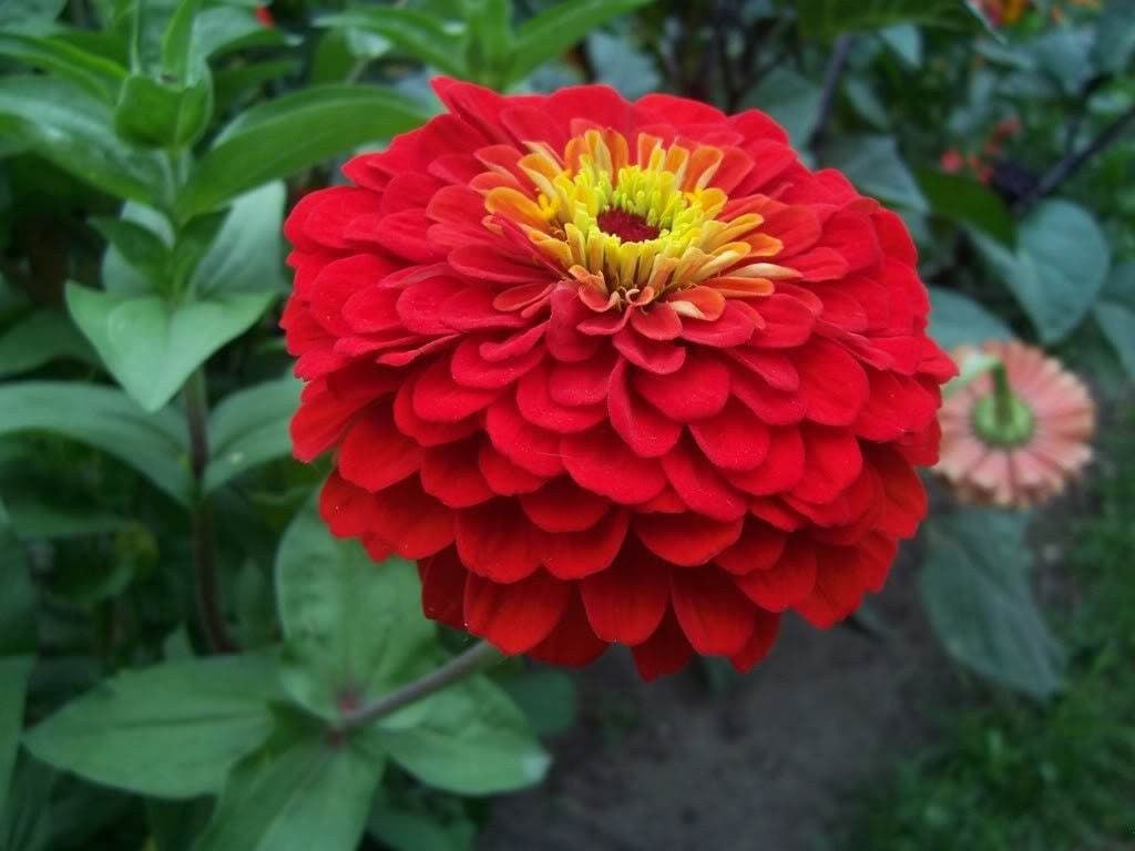 500 Mixed Colors CALIFORNIA GIANT ZINNIA Elegans Flower Seeds
