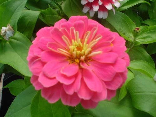 500 Mixed Colors CALIFORNIA GIANT ZINNIA Elegans Flower Seeds