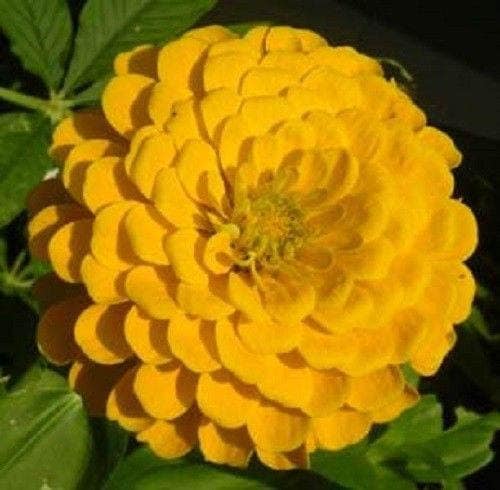 500 Mixed Colors CALIFORNIA GIANT ZINNIA Elegans Flower Seeds