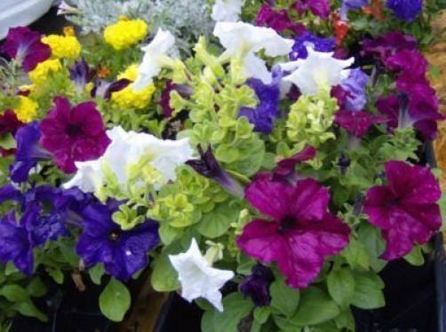 250 MIXED COLORS PETUNIA Flower Seeds