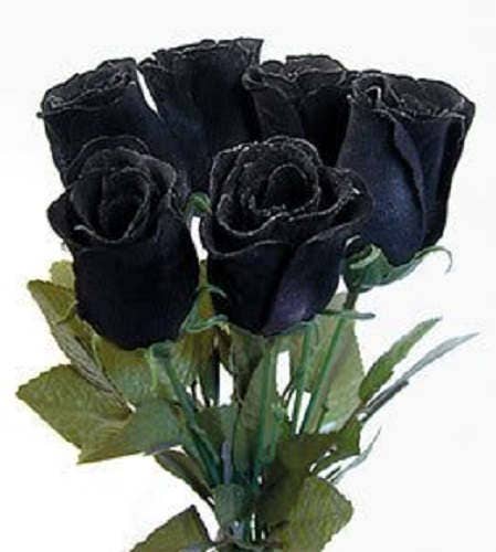 5 BLACK ROSE Rosa Bush Shrub Perennial Flower Seeds