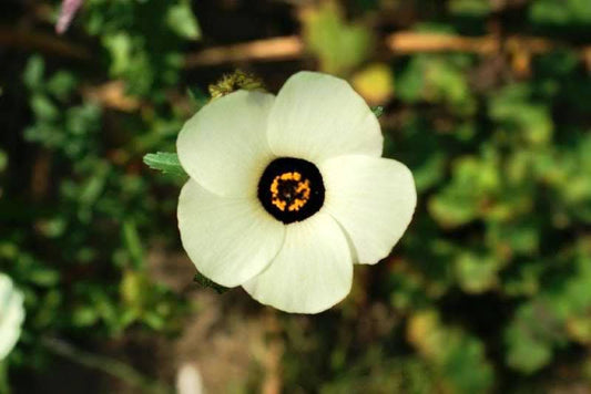 10 SIMPLY LOVE HIBISCUS (Flower of the Hour / Baldder Hibiscus) Hibiscus Trionum Flower Seeds