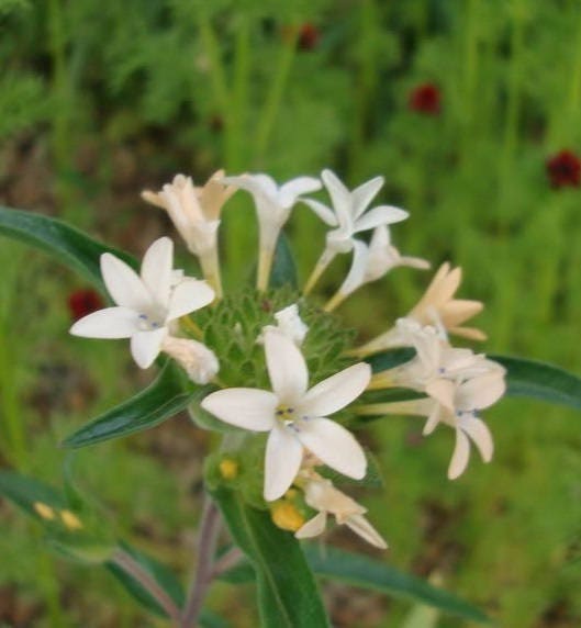100 LARGE FLOWERED PHLOX Collomia Grandiflora Flower Seeds