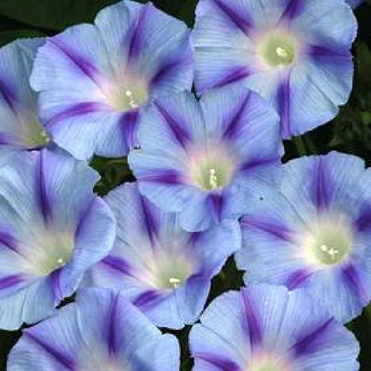 75 Blue STAR MORNING GLORY Ipomoea Tricolor Flower Vine Seeds