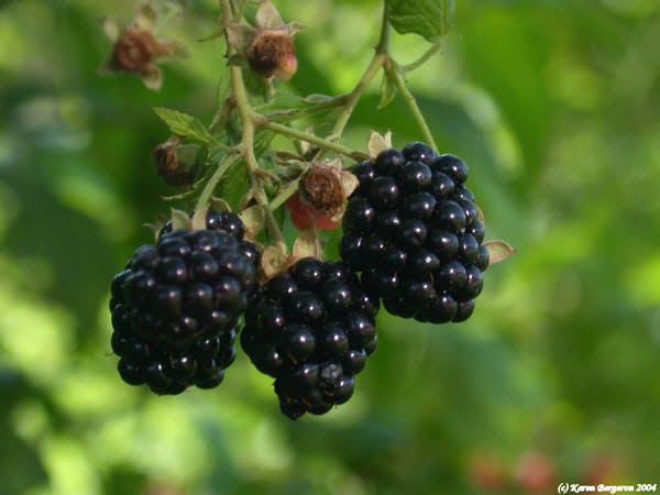 100 BLACKBERRY Fruit Bush Rubus Allegheniensis Seeds