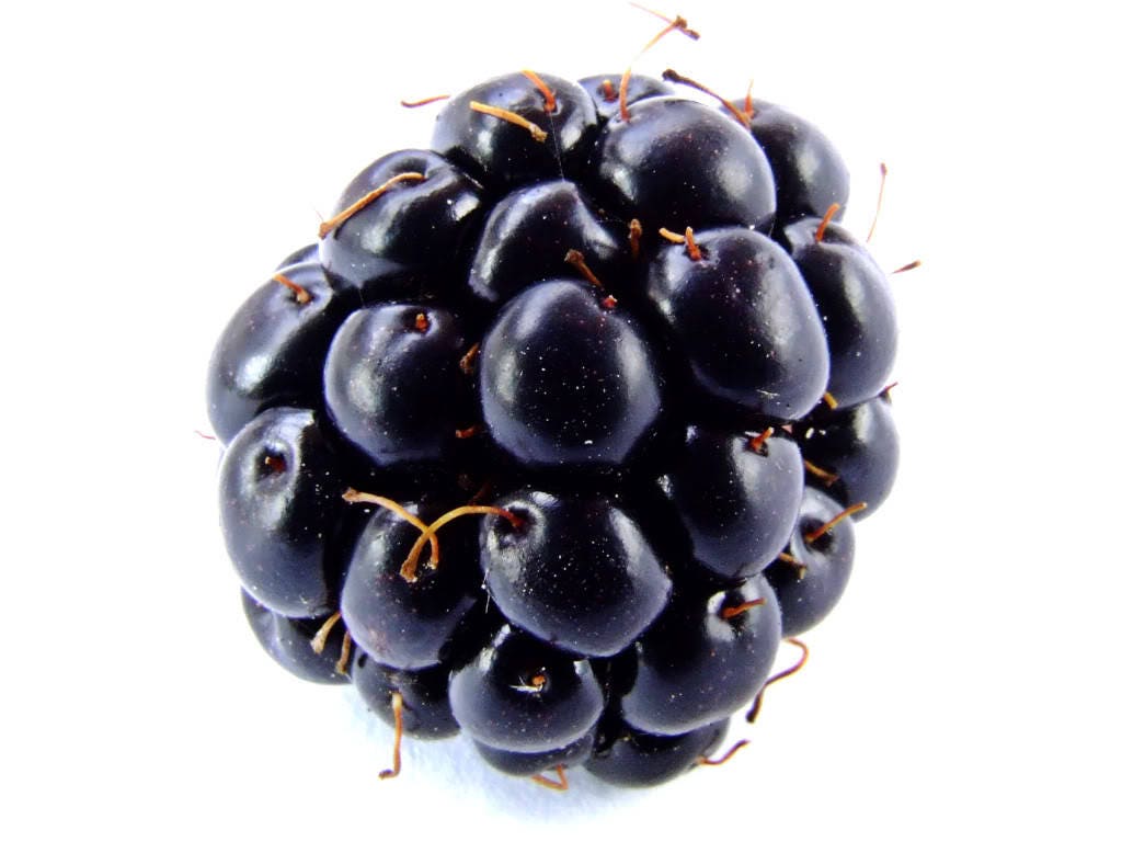 100 BLACKBERRY Fruit Bush Rubus Allegheniensis Seeds