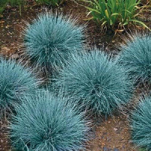 100 BLUE Sheeps FESCUE GRASS Festuca Ovina Glauca Cinerea Seeds
