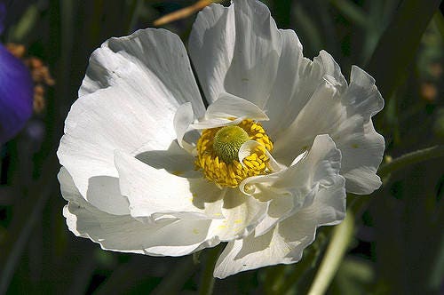 250 PERSIAN WHITE POPPY Papaver Somniferum Flower Seeds