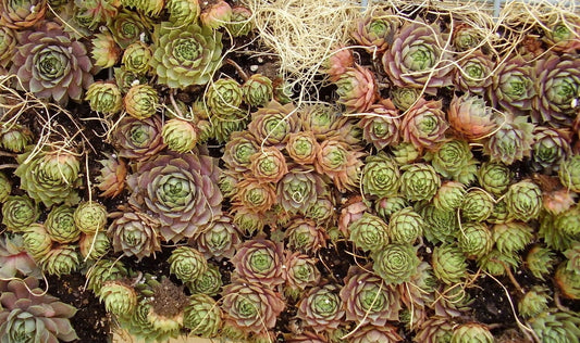 25 MIXED HENS & CHICKS Chickens Succulent (Live Forever) Sempervivum Flower Seeds