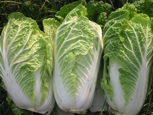 500 MICHIHILI CABBAGE (Chinese Cabbage / Bok Choy / Pak Choi / Celery Mustard / Chinese Chard) Brassica Rapa Chinensis Vegetable Seeds