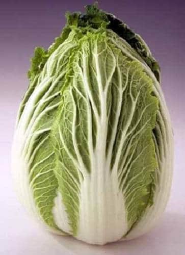 500 MICHIHILI CABBAGE (Chinese Cabbage / Bok Choy / Pak Choi / Celery Mustard / Chinese Chard) Brassica Rapa Chinensis Vegetable Seeds