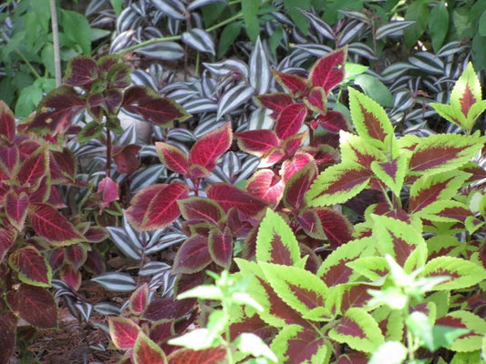 100 Mixed Colors COLEUS RAINBOW MIX Shade Houseplant Solenostemon Flower Seeds