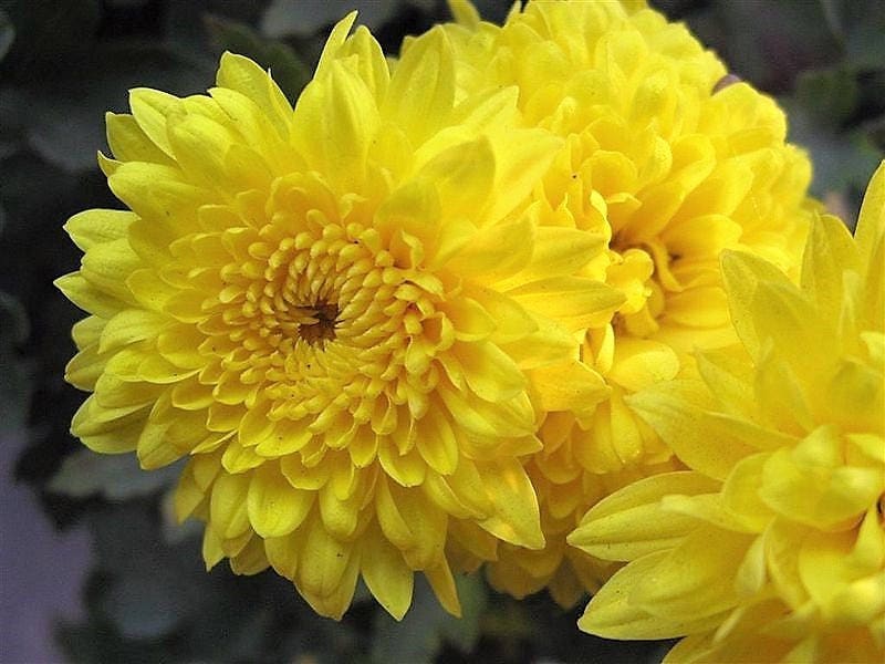 500 YELLOW CHRYSANTHEMUM Morifolium Flower Seeds