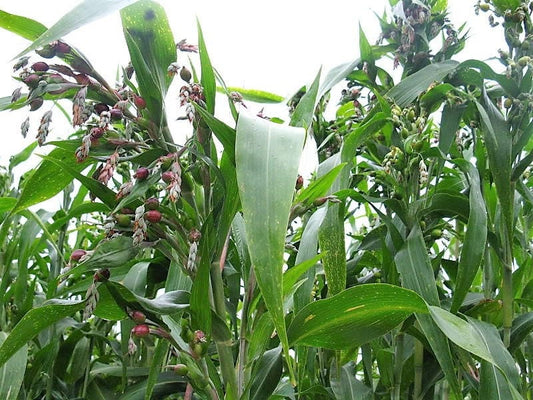 20 JOBS TEARS (Jobi / Coix / Yi Yi Ren / Bead Seed / Junos Tears) Coix Lacryma Vegetable Seeds