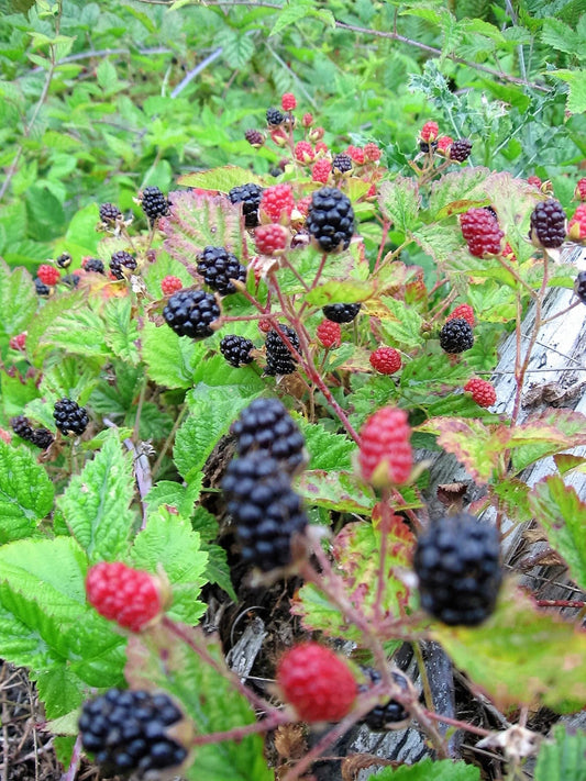 25 TRAILING BLACKBERRY Pacific Rubus Ursinus Vining Shrub Fruit Berry Seeds