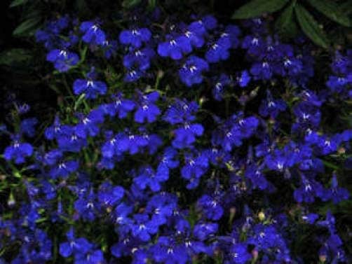 200 Electric Blue & White HALF MOON LOBELIA Erinus Flower Seeds