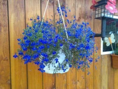 200 Electric Blue & White HALF MOON LOBELIA Erinus Flower Seeds