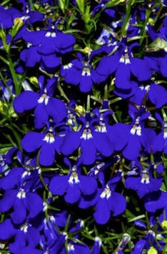 200 Electric Blue & White HALF MOON LOBELIA Erinus Flower Seeds