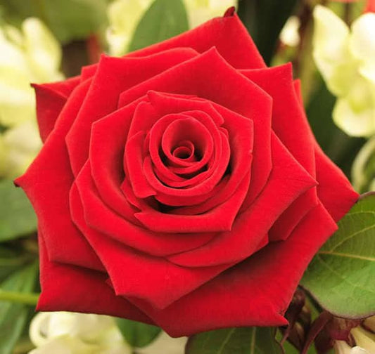 5 RED ROSE Rosa Bush Shrub Perennial Flower Seeds
