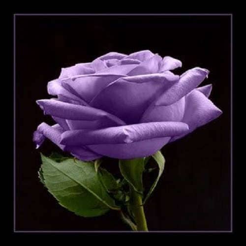 5 PURPLE ROSE Rosa Floribunda Bush Shrub Perennial Flower Seeds