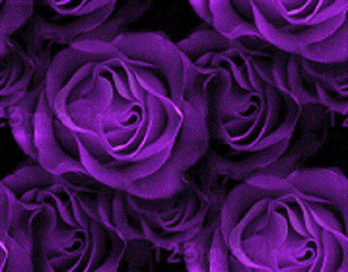 5 PURPLE ROSE Rosa Floribunda Bush Shrub Perennial Flower Seeds