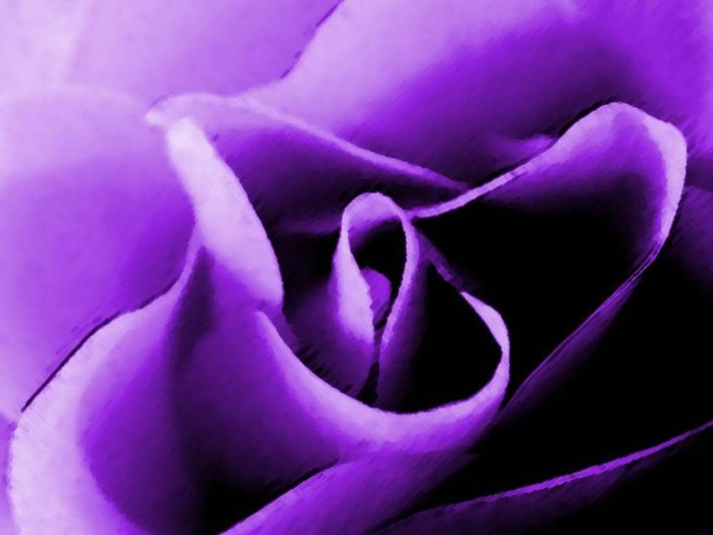5 PURPLE ROSE Rosa Floribunda Bush Shrub Perennial Flower Seeds