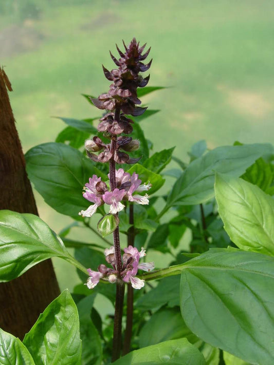 250 Green Tulsi HOLY BASIL Ocimum Sanctum Tenuiflorum Herb Flower Seeds