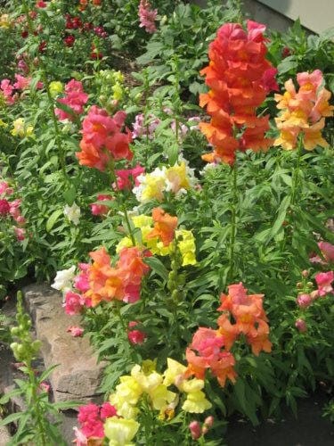 2000 SNAPDRAGON CORONA MIX Antirrhinum Majus Flower Seeds
