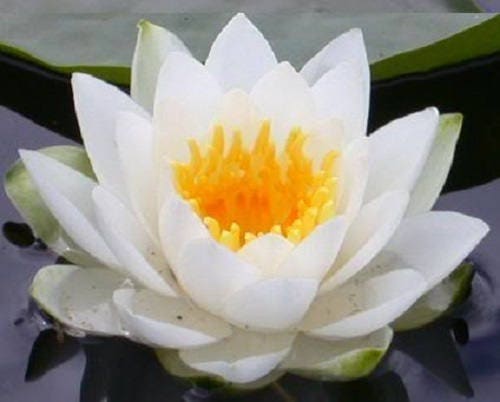 10 WHITE WATER LILY / Lily Pad / Sacred Asian Water Lotus Nymphaea Ampla Flower Seeds