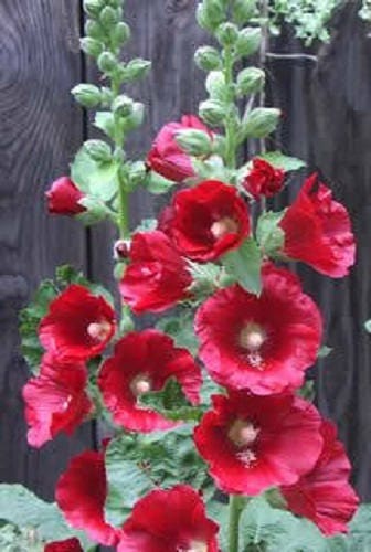 50 Mixed Colors HOLLYHOCK COUNTRY ROMANCE Mix Alcea Rosea Flower Seeds