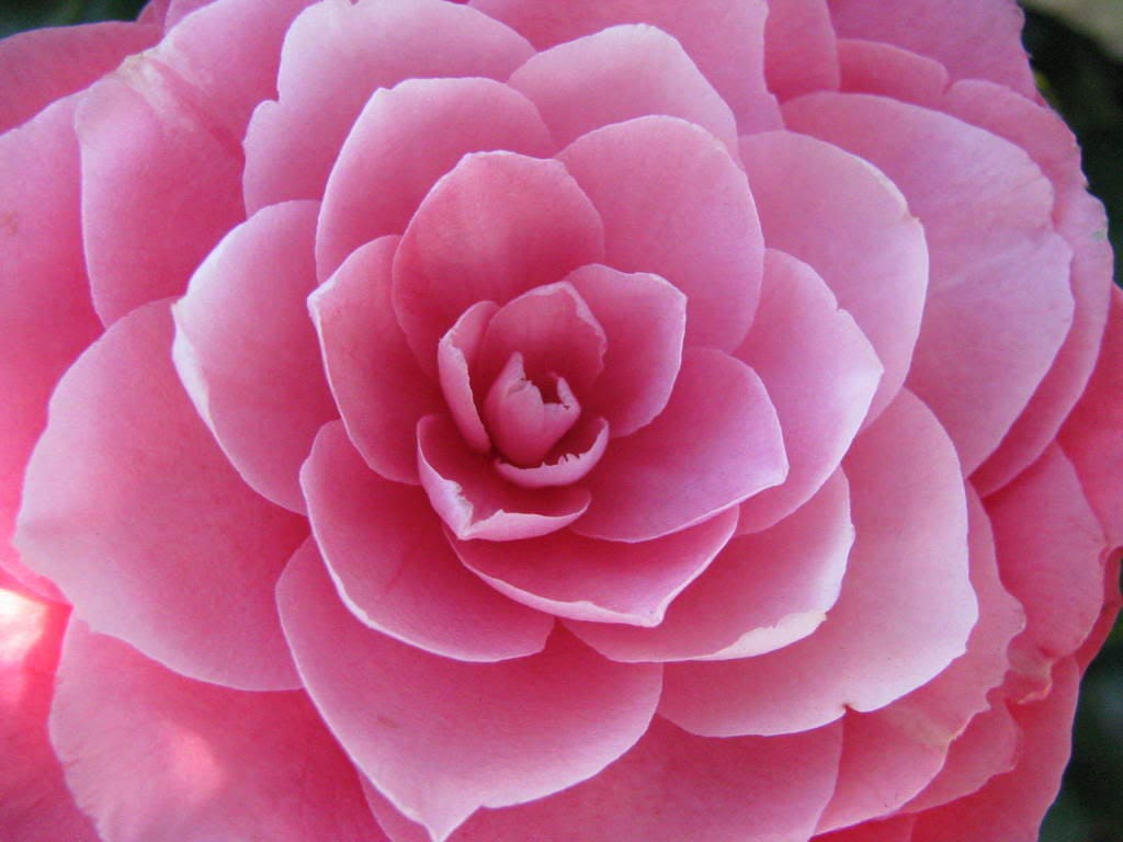 100 Mixed Colors DOUBLE CAMELLIA IMPATIENS (Balsam / Lady Slipper / Touch Me Not) Impatiens Balsamina Flower Seeds