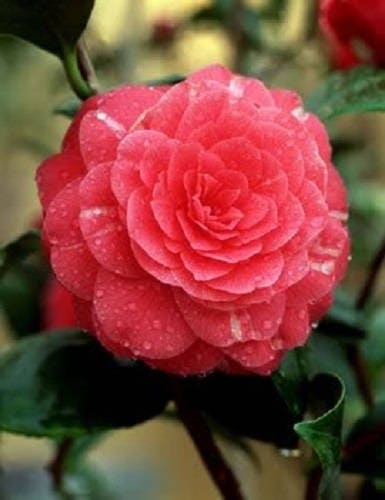 100 Mixed Colors DOUBLE CAMELLIA IMPATIENS (Balsam / Lady Slipper / Touch Me Not) Impatiens Balsamina Flower Seeds