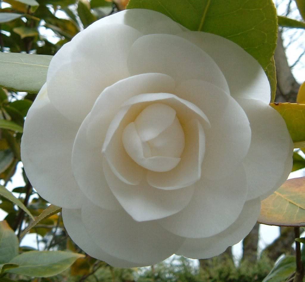 100 Mixed Colors DOUBLE CAMELLIA IMPATIENS (Balsam / Lady Slipper / Touch Me Not) Impatiens Balsamina Flower Seeds