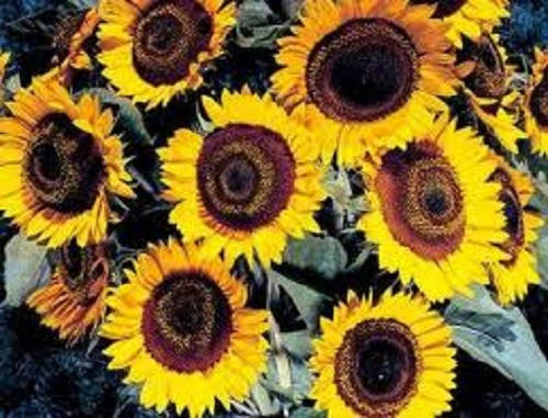 25 TAIYO SUNFLOWER Helianthus Annuus Flower Seeds