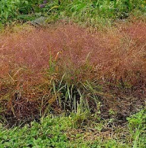 100 RUBY SILK LOVEGRASS Ornamental Love Grass Eragrostis Tef Seeds