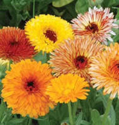 500 Mixed Colors FANCY MIX Pot MARIGOLD Calendula Officinalis Flower Seeds
