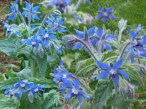 100 Blue Star BORAGE HERB Borago Officinalis Flower Seeds