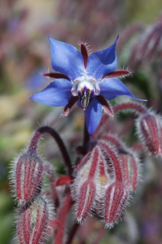 100 Blue Star BORAGE HERB Borago Officinalis Flower Seeds